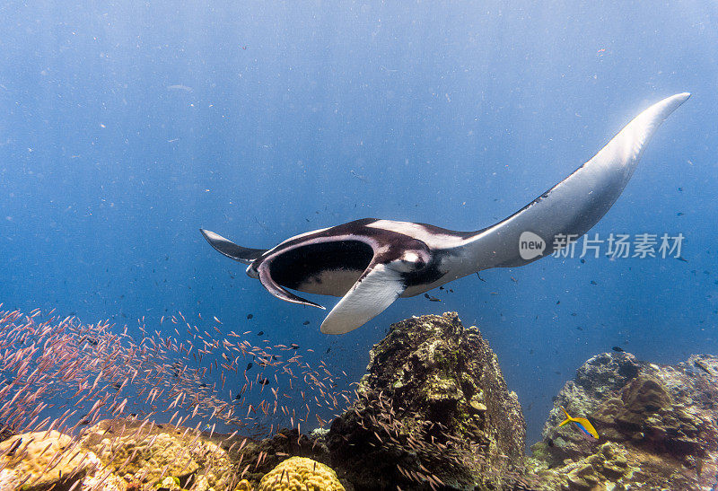 远洋蝠鲼(Manta birostris)游过清洁站。在世界自然保护联盟的红色名单中，这些优雅的动物正在成为野外罕见的景象。